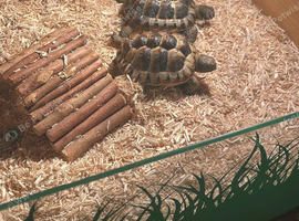 Spur-Thighed Tortoises Looking for a Loving Forever Home