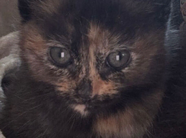 2 female kittens