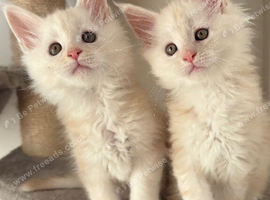 Stunning litter of Maine coon babies