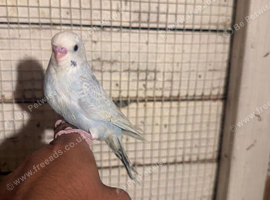 Budgies for sale