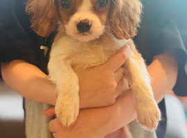 Cavalier King Charles