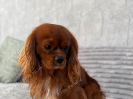 Kc Health Tested Ruby Cavalier King Charles At Stud