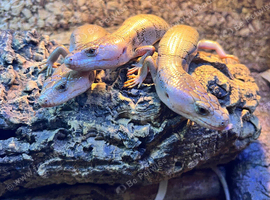CB25 6x Pink tongue skinks( Cyclodomorphus gerrardi)