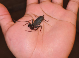 Thai Vinegaroon