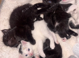 5 beautiful fluffy kittens 3 girl 2 boys