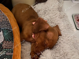 Dachshund for re homing