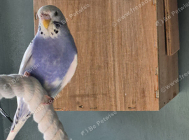 Baby Budgies