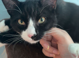 Beautiful Tommy Looking for His Forever Home