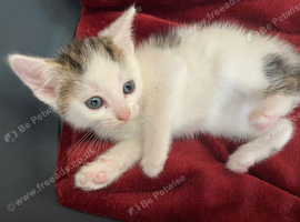 Beautiful kittens