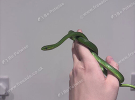 WC Rough Green Snakes