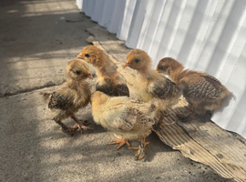 Pekin Bantam Chicks