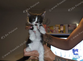 6 beautiful long haired kittens