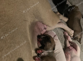 Staffy puppies for sale