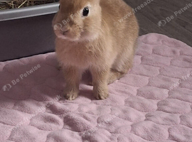Baby rabbit