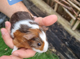 Three Baby Boy Guinea Pigs