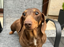 Miniature Smooth Female Adult Dachshund
