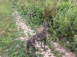 Saluki collie greyhound