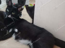 Kittens for sale