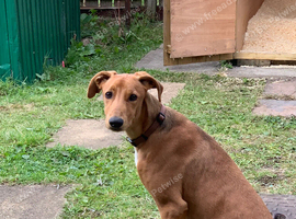 Lurcher for sale