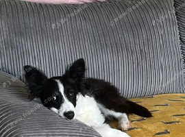 Border collie make pup 7 months