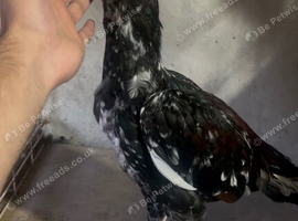Pure aseel stags/poulets for sale