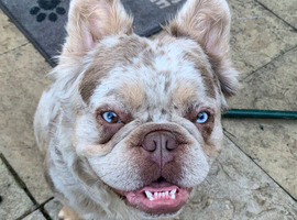 Fluffy French bull dog for sale