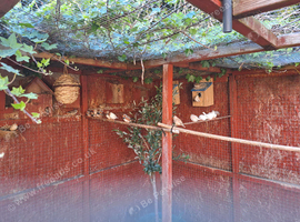 Zebra finches for sale