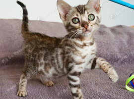 Gorgeous Bengal Girl Kitten
