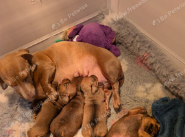 Beautiful Miniature Dachshunds