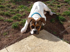 6 month old French bulldog/bulldog mix