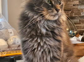 Stunning young adult siblings looking for a new home, ideally together
