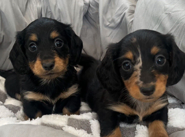 Long hair Miniature Dachshunds