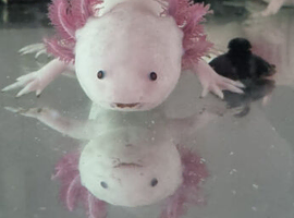 Axolotls