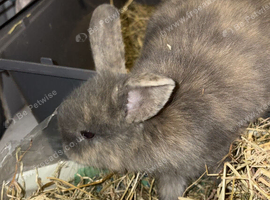 Loving baby bunny