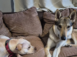 Czechoslovakian wolfhound