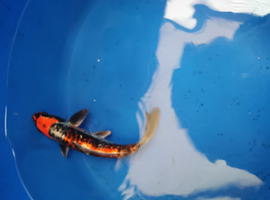 koi carp High Grade hand picked