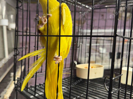 Lutino Male ring neck for sale