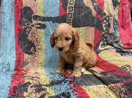 Absolutley gorgeous Cockapoo x puppies