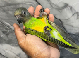 Ready Now Baby Handreared Super Tame Cuddly Senegal Parrot,875