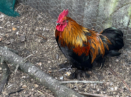 Rescued Bantam Cockerel