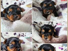 Adorable Yorkshire Terrier puppies.