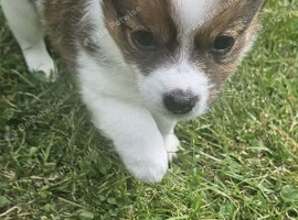 Chiauhau mix pomerdian