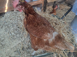 Chicken