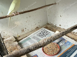 Budgies for sale