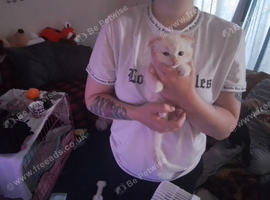 7 Lovely fluffy ragdoll/Scottish fold kittens