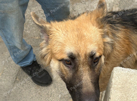 German shepherd 1 year only