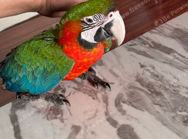 Baby Harlequin macaw Glasgow