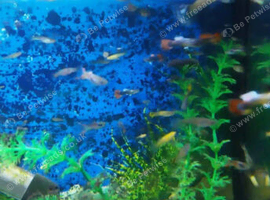 Mixed Guppies