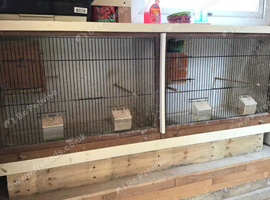 Complete budgie setup including birds