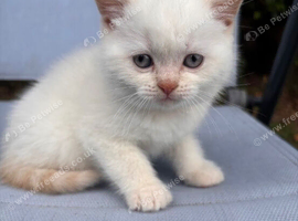 One little girl